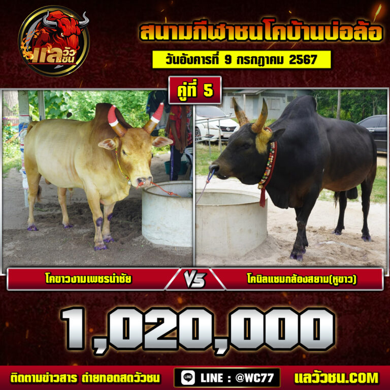 จับคู่วัว-9-7-67