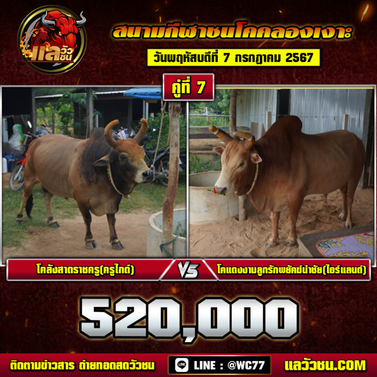 จับคู่วัว7-7-24